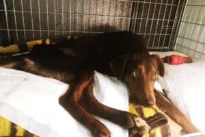 Biscotto - - Bild 11