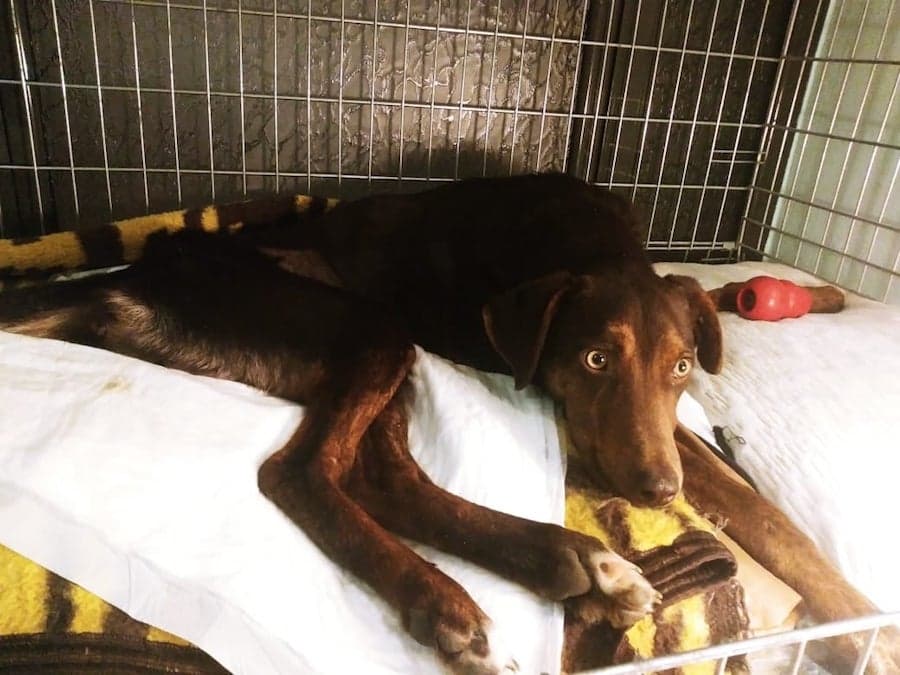 Biscotto - - Bild 10