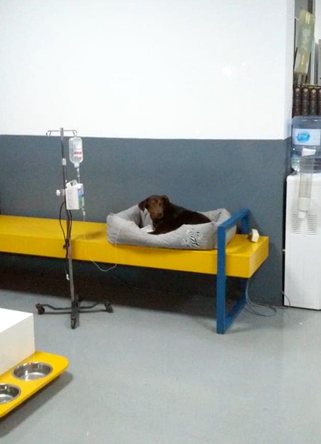 Biscotto - - Bild 12