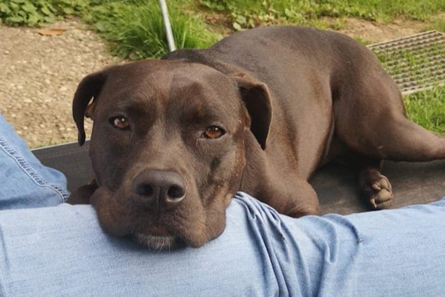 Jack Russell Terrier-Mix Cassie