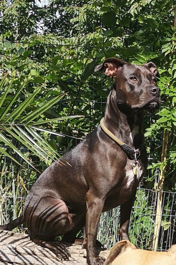 Cassie - Jack Russell Terrier - Bild 6