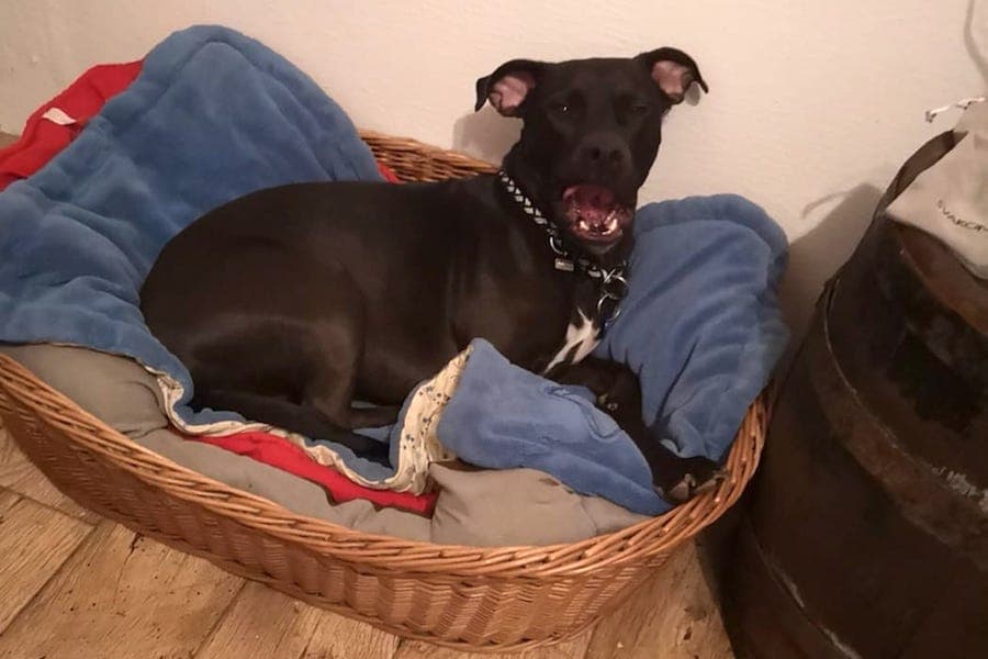 Cassie - Jack Russell Terrier - Bild 2