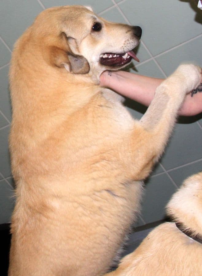 Annika Vogel - - Bild 8