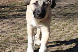 Karim - Kangal-Hirtenhund - Bild 3