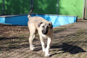 Karim - Kangal-Hirtenhund - Bild 7