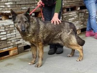 Axinte - Deutscher Schäferhund - Bild 16