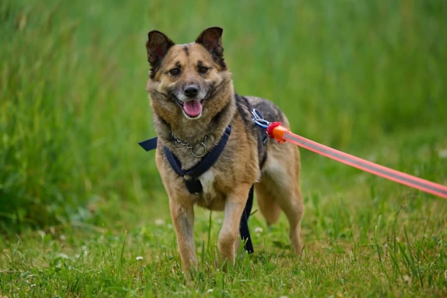 Semira - Deutscher Schäferhund - Bild 10