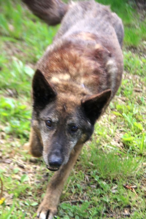 Axinte - Deutscher Schäferhund - Bild 4