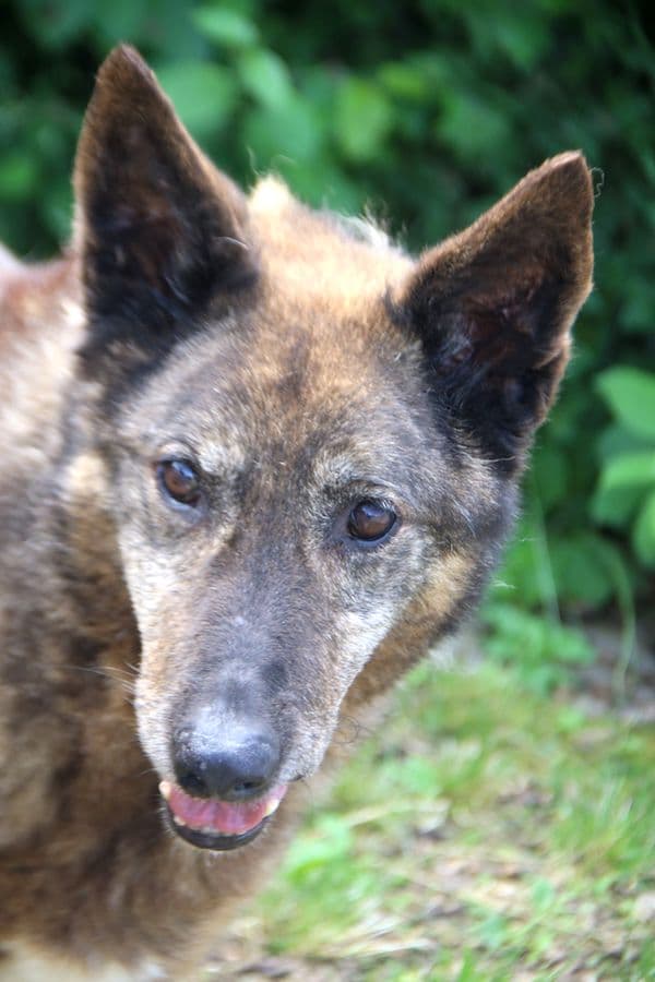 Axinte - Deutscher Schäferhund - Bild 2