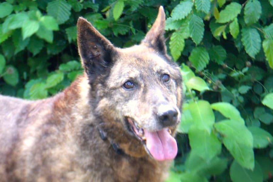 Axinte - Deutscher Schäferhund - Bild 1