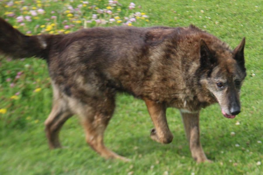 Axinte - Deutscher Schäferhund - Bild 8