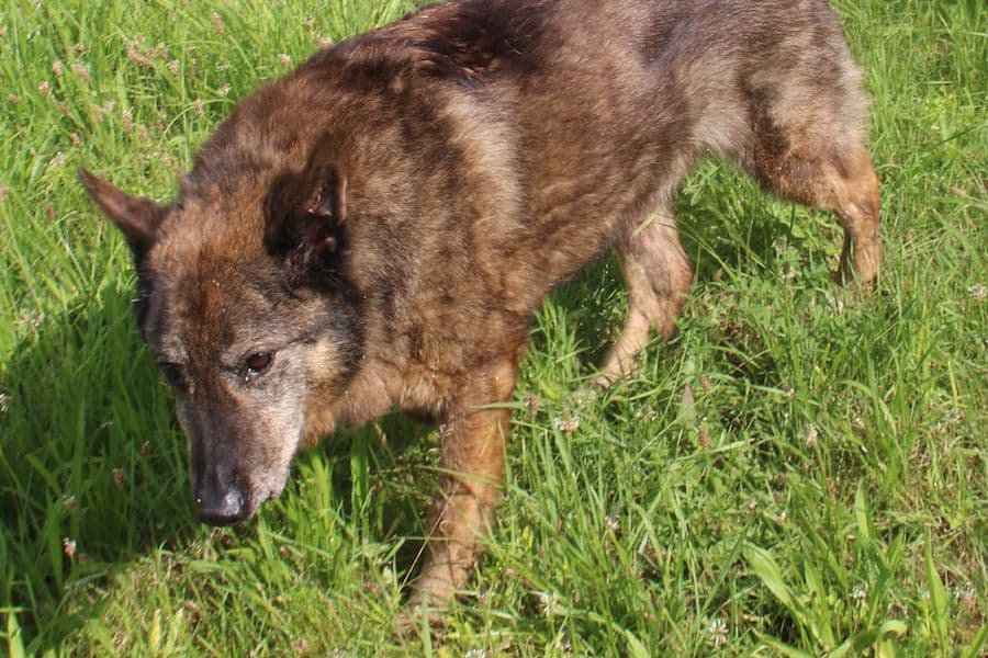 Axinte - Deutscher Schäferhund - Bild 10