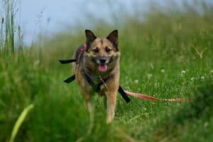 Semira - Deutscher Schäferhund - Bild 19