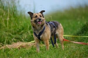 Semira - Deutscher Schäferhund - Bild 5