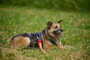 Semira - Deutscher Schäferhund - Bild 17