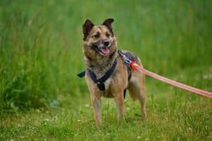 Semira - Deutscher Schäferhund - Bild 15