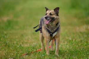 Semira - Deutscher Schäferhund - Bild 13