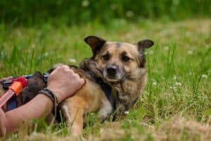 Semira - Deutscher Schäferhund - Bild 9