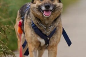 Semira - Deutscher Schäferhund - Bild 7