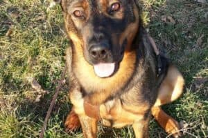 Putschi - Rottweiler, Deutscher Schäferhund - Bild 11