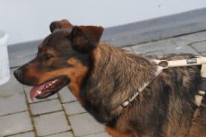 Putschi - Rottweiler, Deutscher Schäferhund - Bild 3