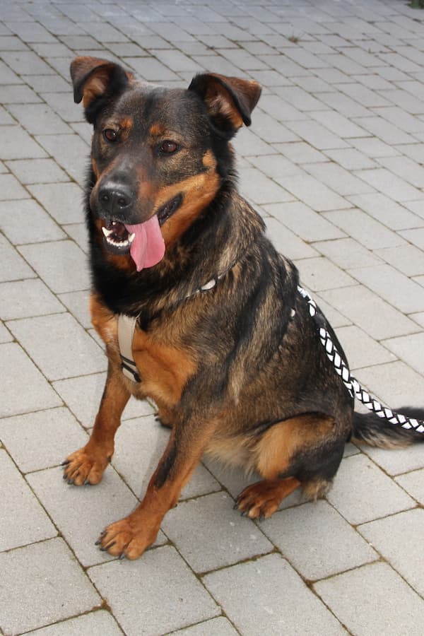 Putschi - Rottweiler, Deutscher Schäferhund - Bild 8