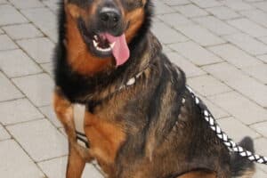 Putschi - Rottweiler, Deutscher Schäferhund - Bild 5
