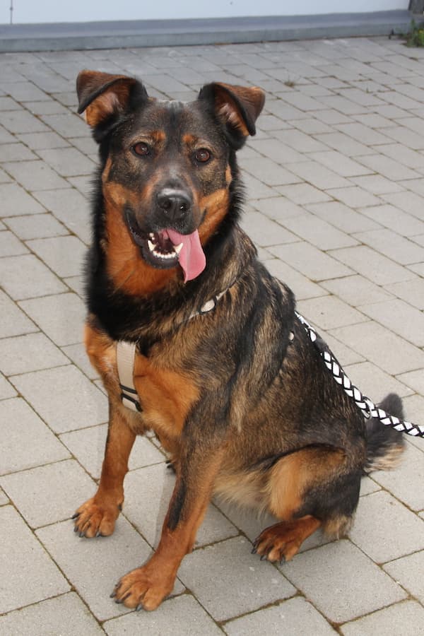 Putschi - Rottweiler, Deutscher Schäferhund - Bild 4