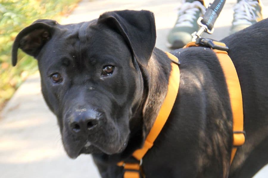 Cane Corso Italiano-Mix Packo