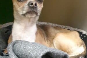 Emi - Chihuahua - Bild 7