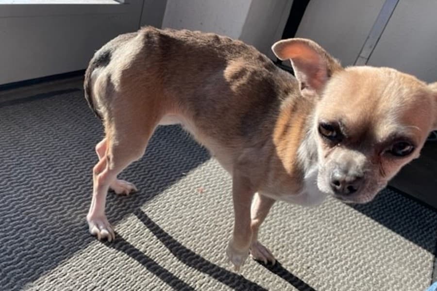 Emi - Chihuahua - Bild 2