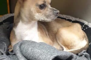 Emi - Chihuahua - Bild 9