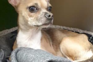 Emi - Chihuahua - Bild 11