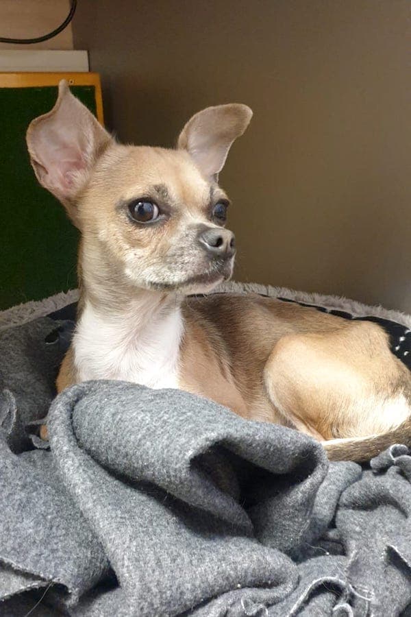 Emi - Chihuahua - Bild 10