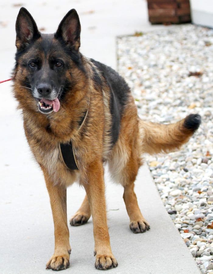 Stella - Deutscher Schäferhund - Bild 10