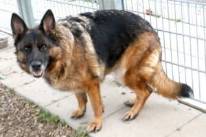 Stella - Deutscher Schäferhund - Bild 13