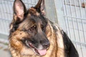 Stella - Deutscher Schäferhund - Bild 15