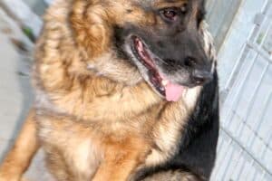 Stella - Deutscher Schäferhund - Bild 19