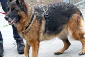 Stella - Deutscher Schäferhund - Bild 5