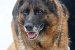 Stella - Deutscher Schäferhund - Bild 9