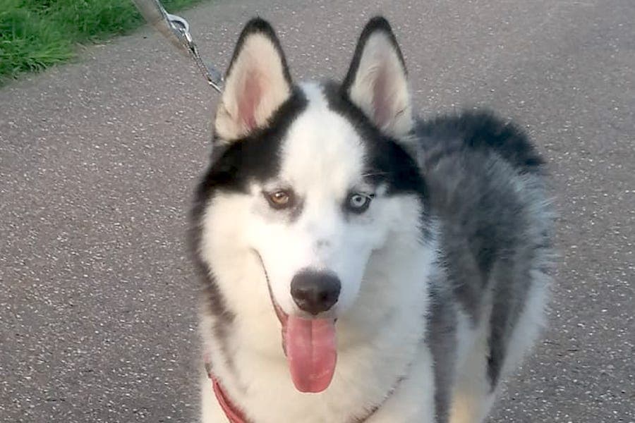 Zeus - Siberian Husky - Bild 1