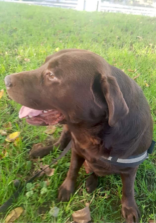 Rex - Labrador Retriever - Bild 4