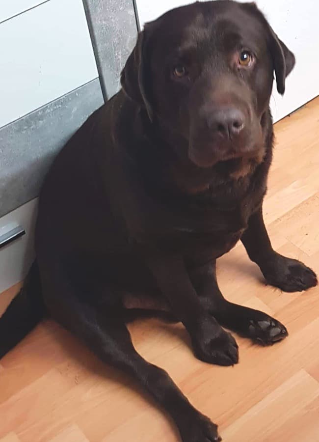 Rex - Labrador Retriever - Bild 6