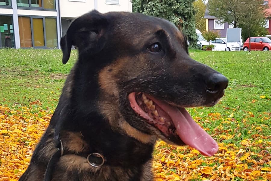 Belgischer Schäferhund, Labrador Retriever Chico