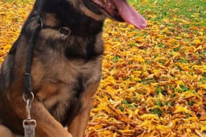 Chico - Belgischer Schäferhund, Labrador Retriever - Bild 3