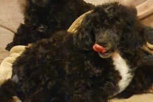 Shrimpy - Pudel, Bichon Frisé - Bild 3