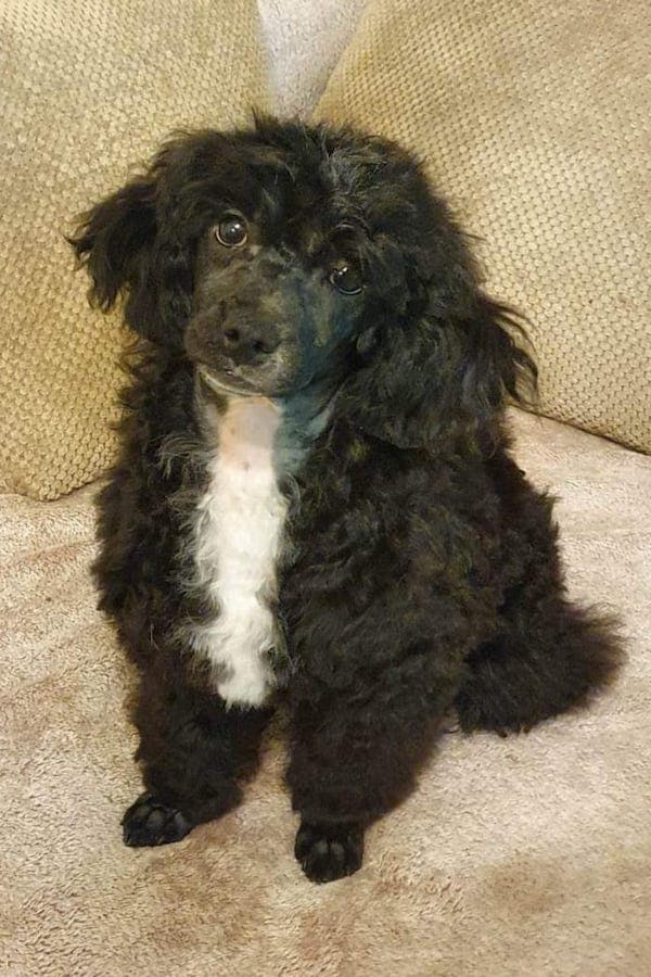 Shrimpy - Pudel, Bichon Frisé - Bild 4