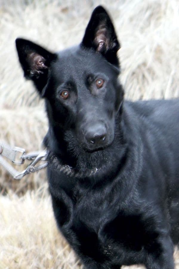 Buddy - Deutscher Schäferhund - Bild 14