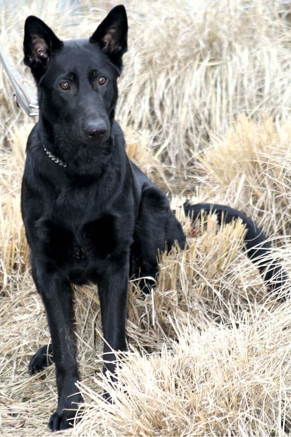 Buddy - Deutscher Schäferhund - Bild 12