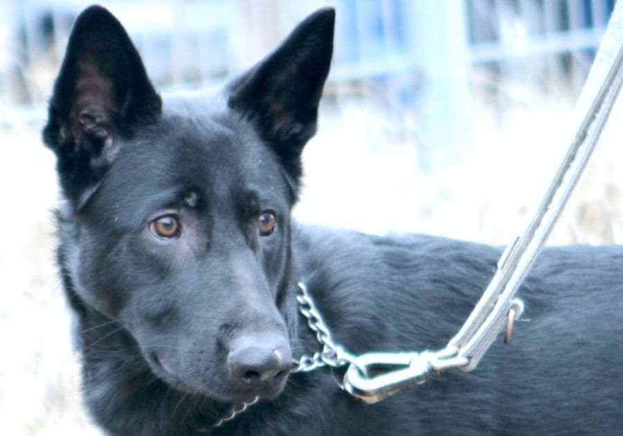 Buddy - Deutscher Schäferhund - Bild 11